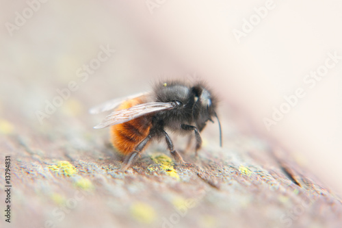 bumble bee close up © chamomille