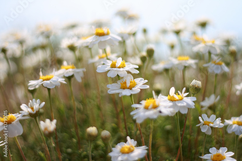 White flower