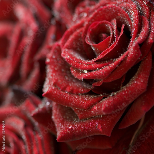 Macro image of dark red rose with water droplets