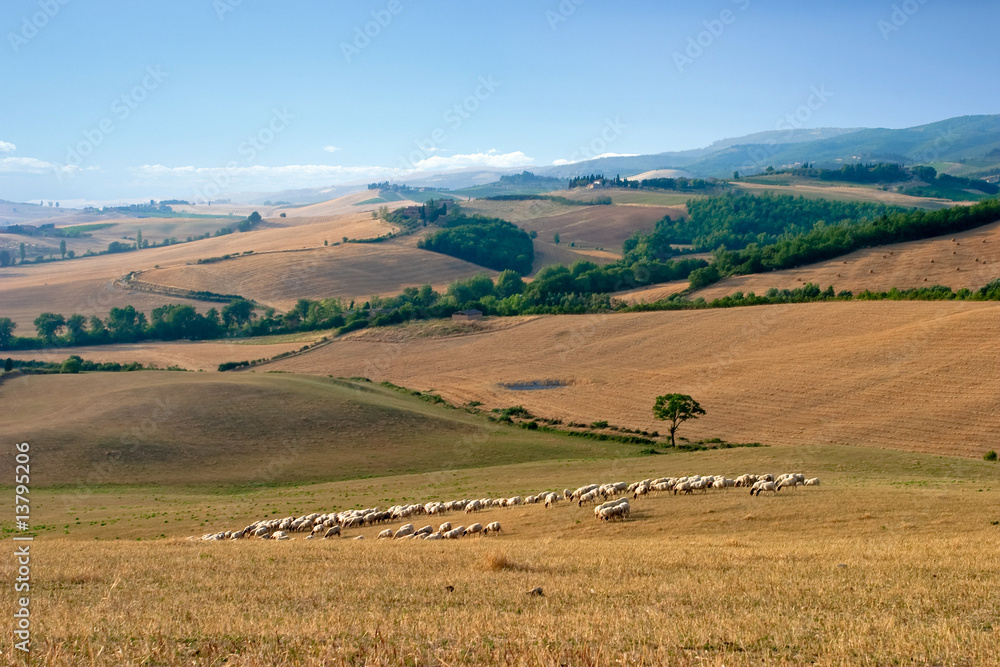Schafherde in der Toskana