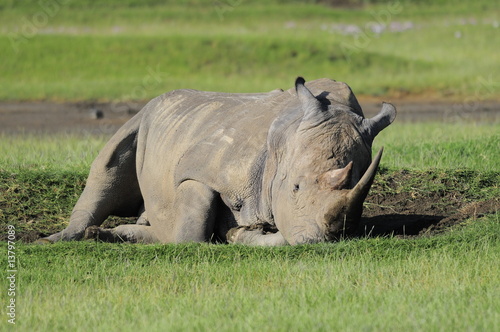 The Rhinoceros  Rhinocerotidae   lake Nakuru  Kenya