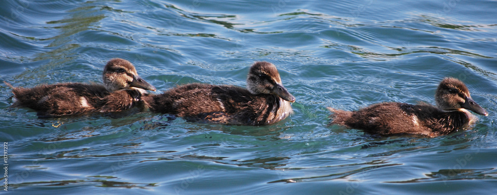 Obraz premium Canetons