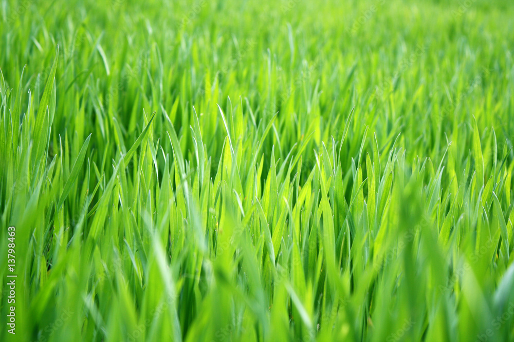 green grass background in spring green grass background in spring