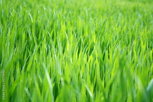 green grass background in spring