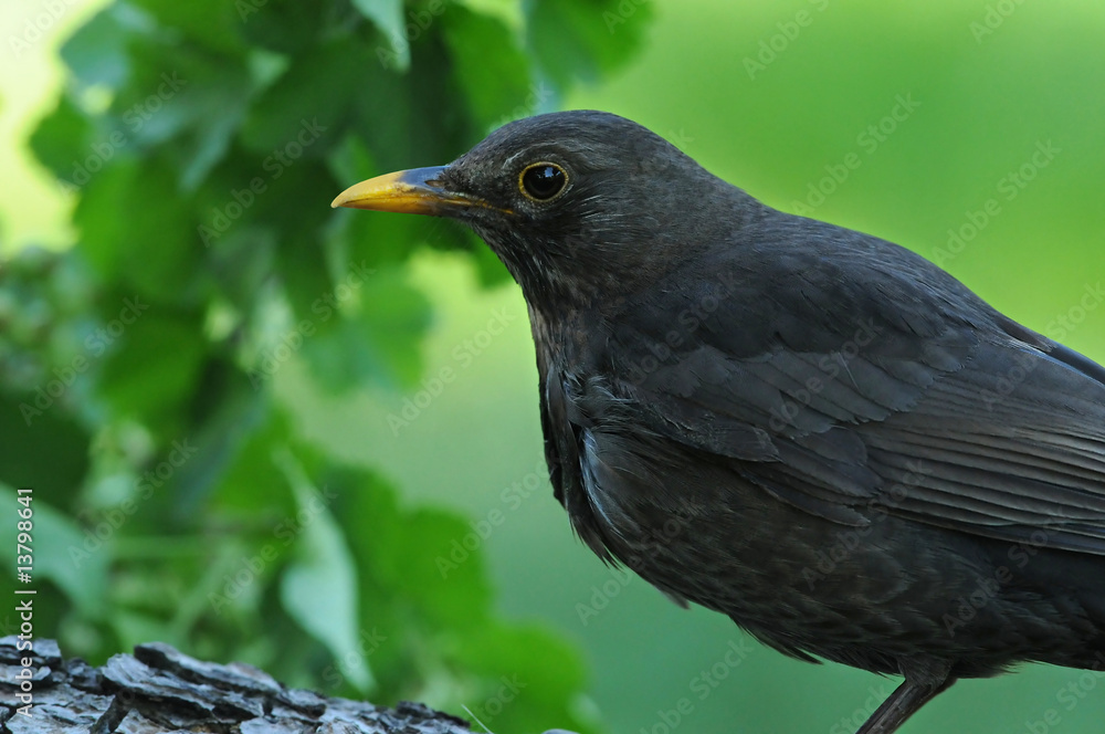 Amsel 5 Amsel 5
