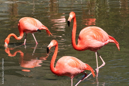 Flamingos