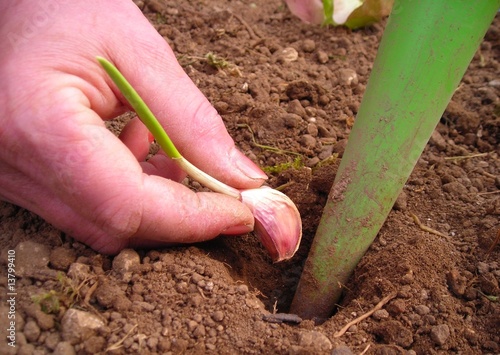 Plantation d'une gousse d'ail photo