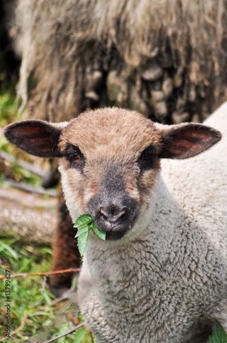Junge Schafe