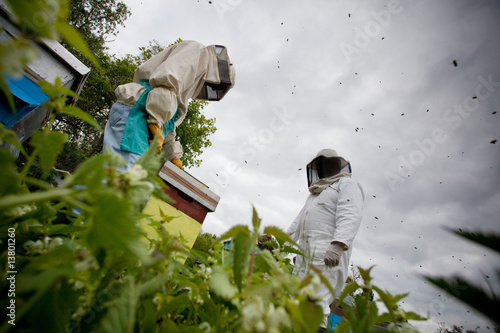 apiculture abeille miel environnement protection nature photo