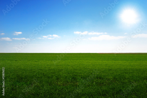 Fresh greenfield and shining sun