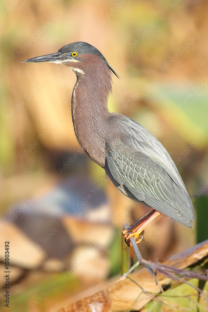Fototapeta premium Green Heron (Butorides virescens)