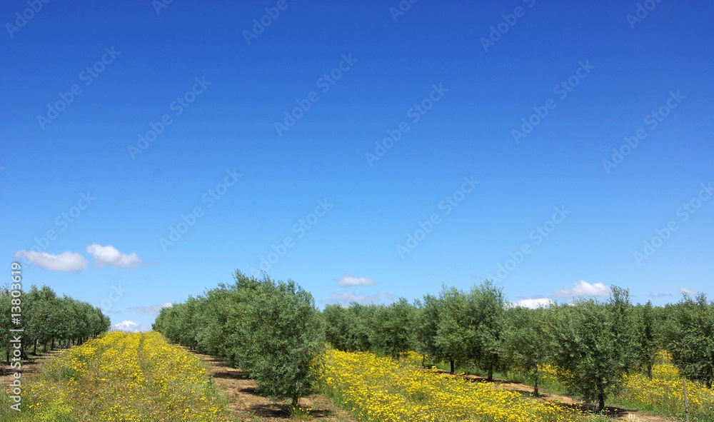 Olives tree in a field of yellow flowers.