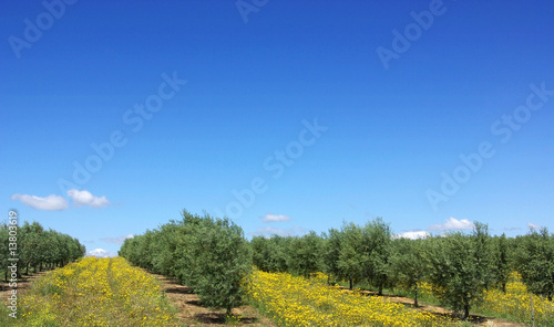 Olives tree in a field of yellow flowers.