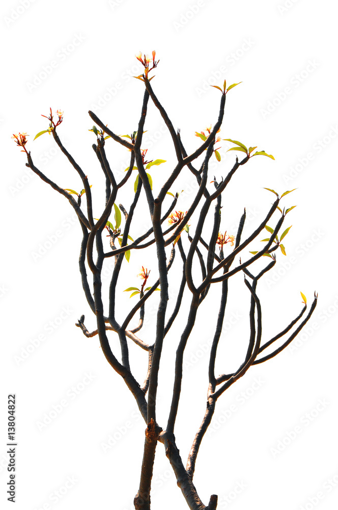 Fototapeta premium Bare bush