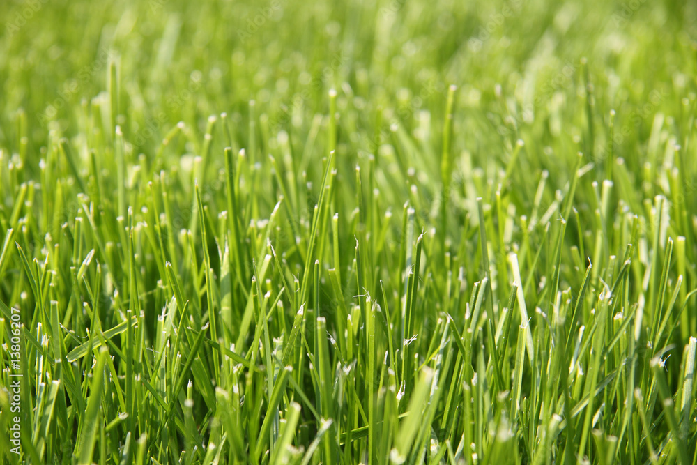 Gras Gras