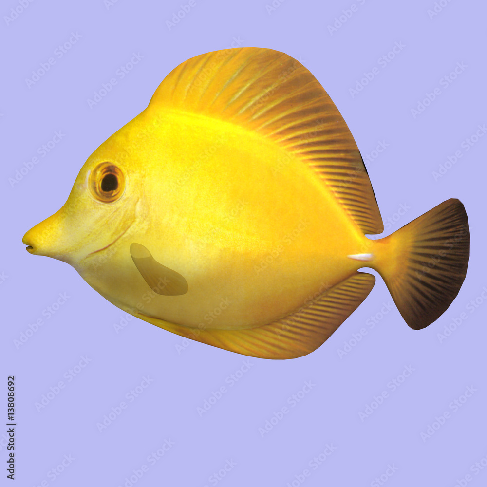 Yellow Tang