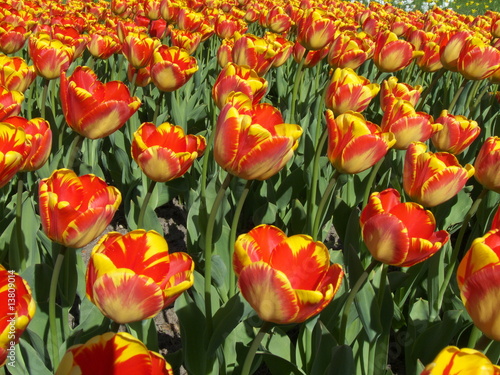 Tulips