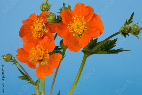 Geum coccineum photo