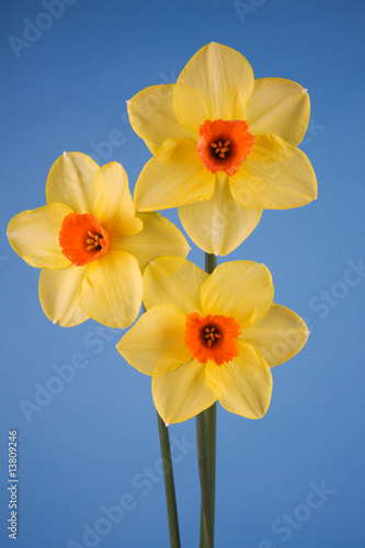 Daffodils