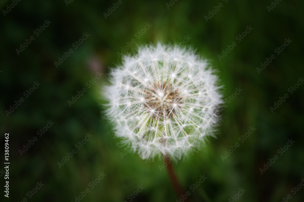 Pusteblume Pusteblume