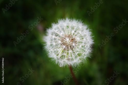 Pusteblume