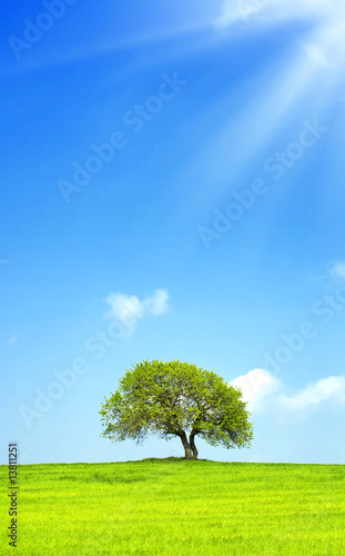 lonely tree on a green hill with sunny sky