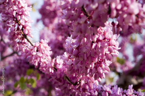 The purple pink flowers of the eastern redbud