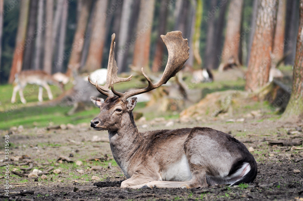 Fototapeta premium Hirsch. König des Waldes