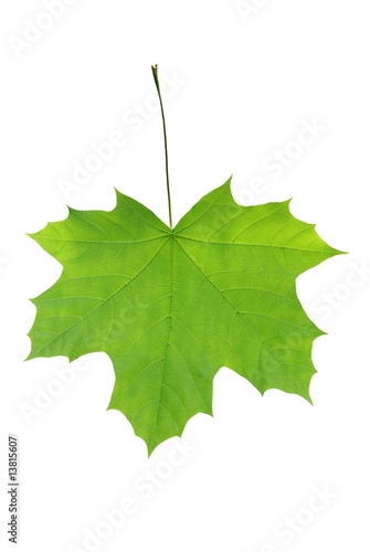 leaf of clon