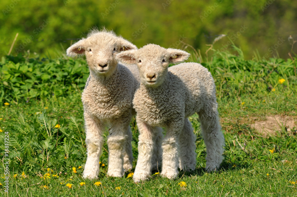 Fototapeta premium two cute lambs