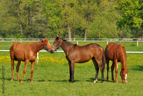 group of young horses