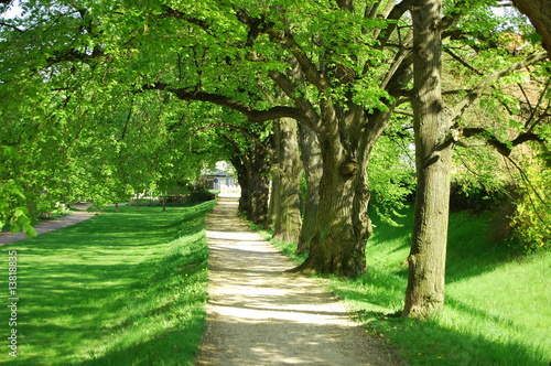 summer tree alley