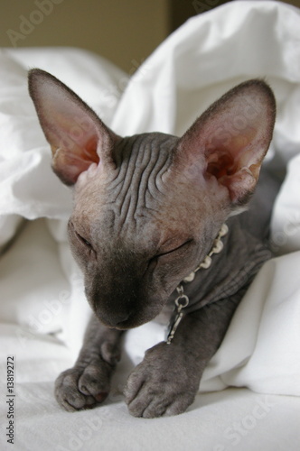 Close up on a sleepy sphynx cat head