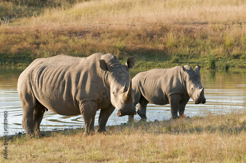 Breitmaulnashorn Kuh mit Jungbullen