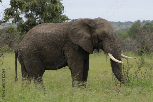 Elefant in Afrika