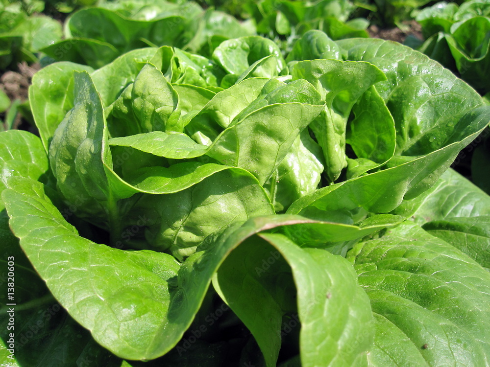 Fototapeta premium blattsalat grün / butterhead lettuce field