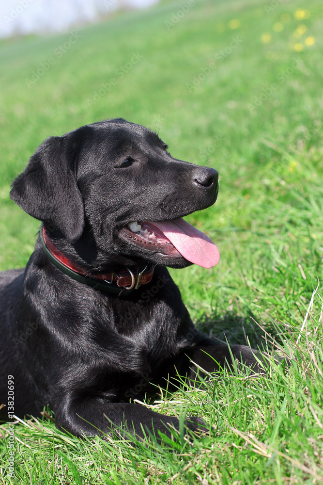 a dog lies on a grass