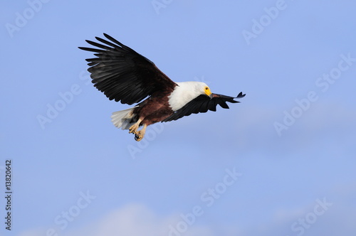 African fish eagle  Haliaeetus vociferoides in flight  Naivasha