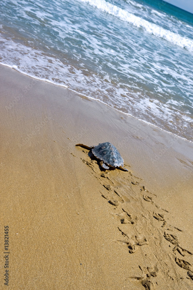 Obraz premium Tortuga boba adulta (Caretta caretta)