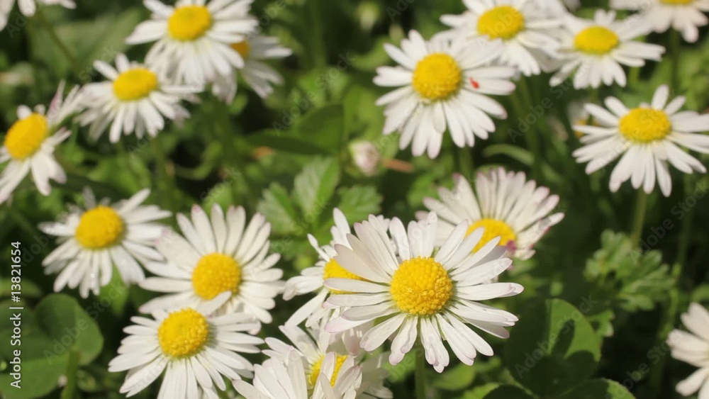 Green meadow full with small Daisy flowers Green meadow full with small Daisy flowers
