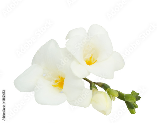 Orchid isolated on the white