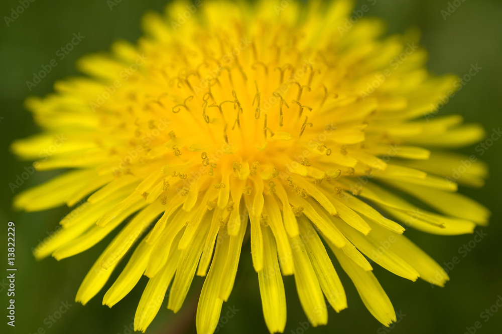 dandelion dandelion