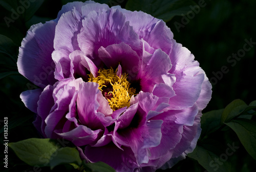 rigoglioso fiore primaverile