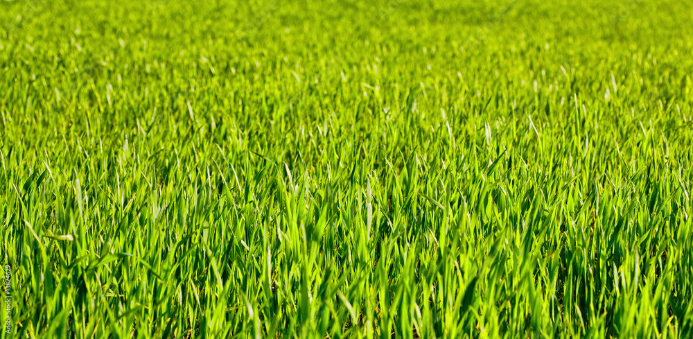 Wheat field Wheat field