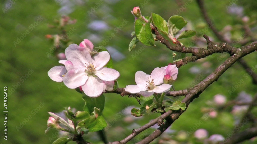 apple flower tree apple flower tree