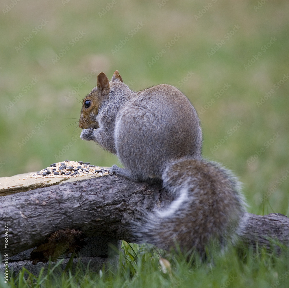 Obraz premium bird seed robber