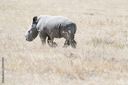 White Rhino calf