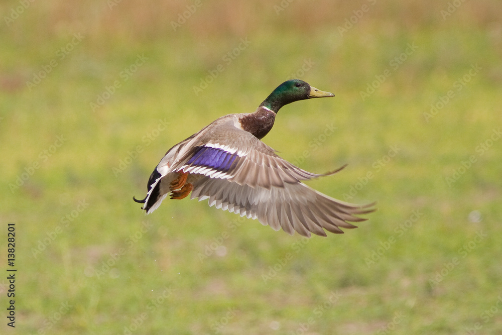 Drake Mallard