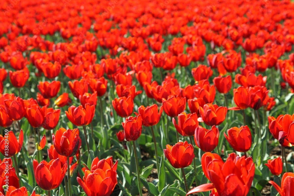 A field of beautiful red tulips, background