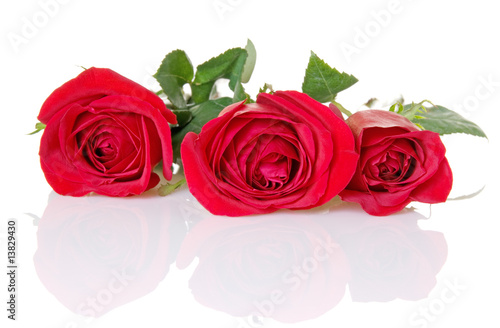 Three Red Roses With Reflection